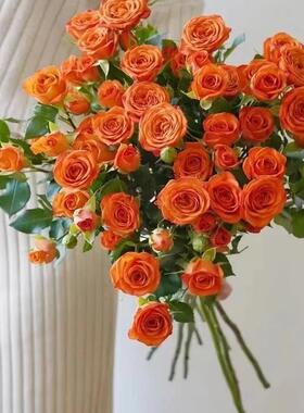 橙色芭比多头勤花丰花多季橙色月季阳台庭院绿植花卉月季扦插小苗