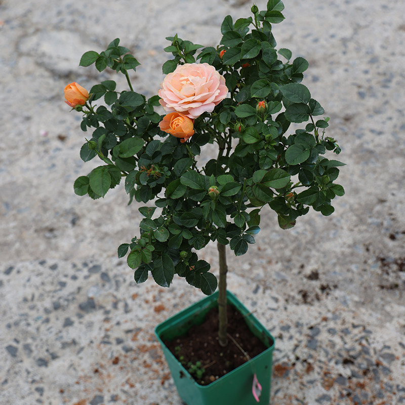 p18棒棒糖系列铜管乐队可爱多蓝色礼服芳香宝石莲花海神王月季