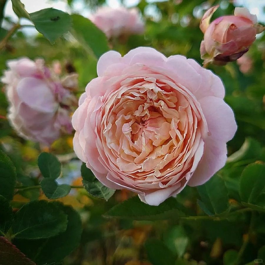 新品千花琉璃灌木浓香大花多季丰花勤花阳台庭院盆栽地载绿植花卉,鲜花速递/花卉仿真/绿植园艺,月季/蔷薇/玫瑰,淘宝优惠券,粉丝福利购,淘宝优惠卷