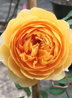 黄金庆典爬藤爬墙多季丰花大花浓香藤本盆栽地载绿植花卉新手小苗