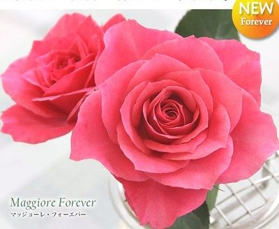 欧洲微型月季花扦插苗【马焦雷永远/MaggioreForever适合阳台盆栽,鲜花速递/花卉仿真/绿植园艺,月季/蔷薇/玫瑰,淘宝优惠券,粉丝福利购,淘宝优惠卷