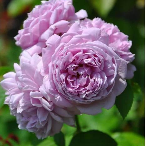 S18中大苗青空月季浓香大花月季阳台盆栽灌木多季花卉地栽花,鲜花速递/花卉仿真/绿植园艺,月季/蔷薇/玫瑰,淘宝优惠券,粉丝福利购,淘宝优惠卷