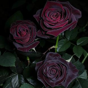 扦插切花月季小苗黑巴克玫瑰黑红色玫瑰花种苗多季花卉盆栽地栽苗