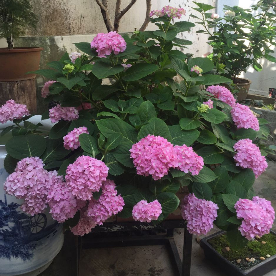 调色绣球你我的永恒 重瓣绣球八仙花庭院阳台花卉植物盆栽小苗