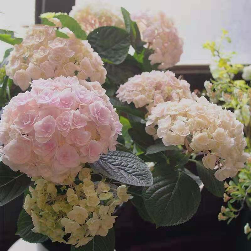 多花绣球花宝重瓣调色绣球八仙花庭院阳台花卉植物盆栽小苗