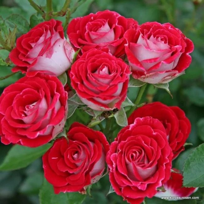 红宝石冰灌木丰花勤花绿植花卉盆栽地载阳台庭院月季新手小苗抗造,鲜花速递/花卉仿真/绿植园艺,月季/蔷薇/玫瑰,淘宝优惠券,粉丝福利购,淘宝优惠卷