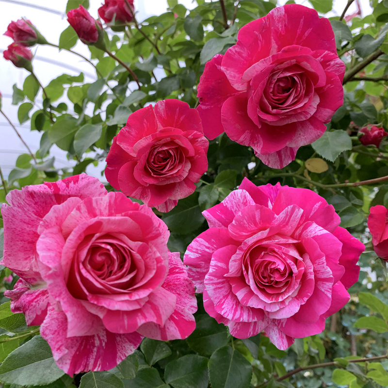 伊蕾莎斯特藤本大花浓香多季月季花苗绿植盆栽地载阳台庭院花卉苗,鲜花速递/花卉仿真/绿植园艺,月季/蔷薇/玫瑰,淘宝优惠券,粉丝福利购,淘宝优惠卷