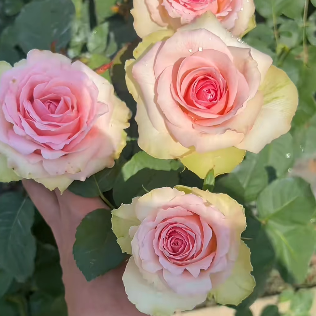 新品绿色梅拉灌木大花直立花期长绿植花卉盆栽地载阳台庭院月季苗