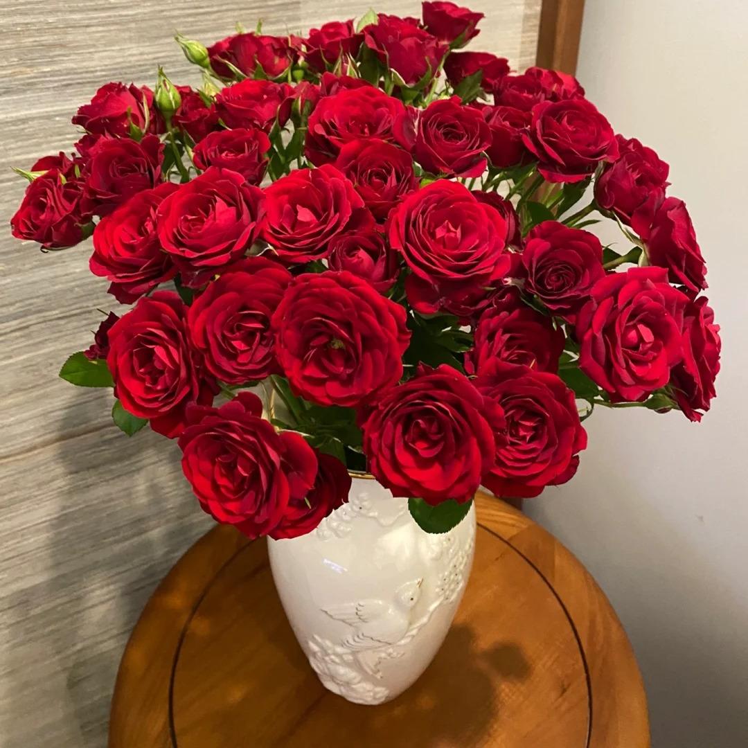 S18带盆带土中大苗红丝绒灌木浓香大花丰花勤花多季阳台庭院花苗