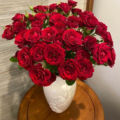 S18带盆带土中大苗红丝绒灌木浓香大花丰花勤花多季阳台庭院花苗