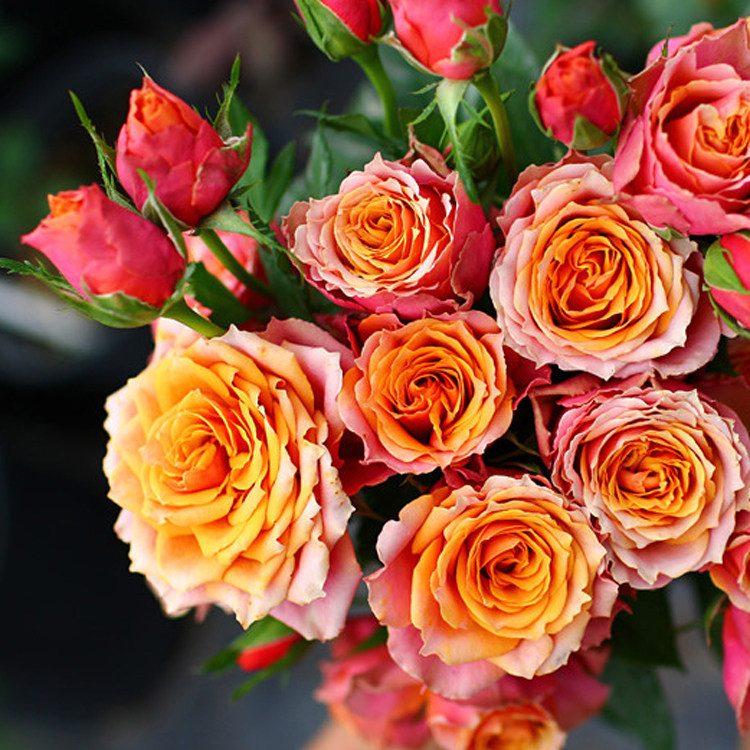 阳台月季 永远的那不勒斯 欧月苗庭院花园绿植多季盆栽月季花小苗,鲜花速递/花卉仿真/绿植园艺,月季/蔷薇/玫瑰,淘宝优惠券,粉丝福利购,淘宝优惠卷