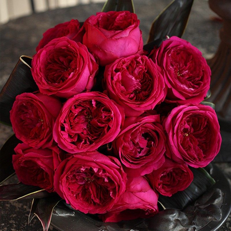 双人芭蕾灌木浓香大花丰花勤花阳台盆栽地载绿植花卉月季扦插月季,鲜花速递/花卉仿真/绿植园艺,月季/蔷薇/玫瑰,淘宝优惠券,粉丝福利购,淘宝优惠卷