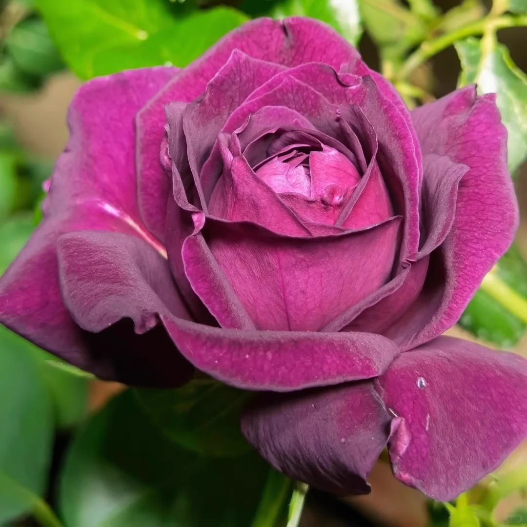 真夜扦插灌木浓香大花切花多季阳台庭院绿植花卉耐晒耐雨林新手苗