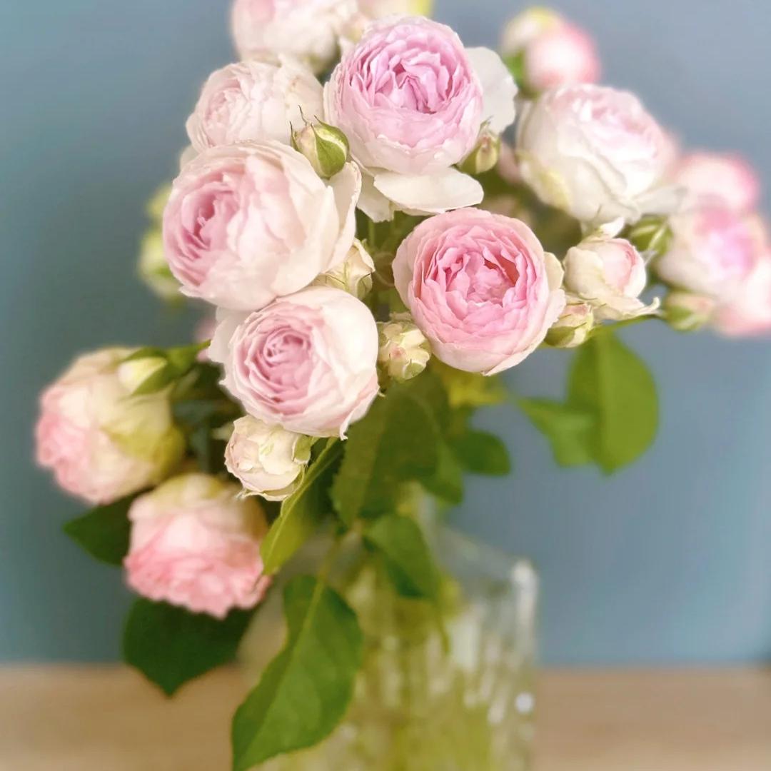 妩媚钢琴灌木大花浓香多季重复开阳台盆栽新手庭院苗扦插月季小苗