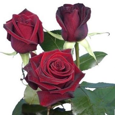 S18黑魔术中大苗灌木浓香大花丰花勤花多季阳台庭院花苗带盆带土