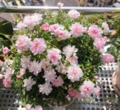 超微型小月季 真品姬乙女小玫瑰丰花勤花多季 开花阳台盆栽小苗