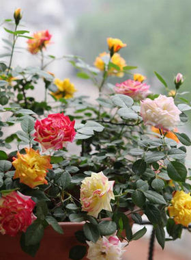 藤本月季彩虹月季花量大红色垂吊庭院多季开花爬墙蔷薇玫瑰小苗