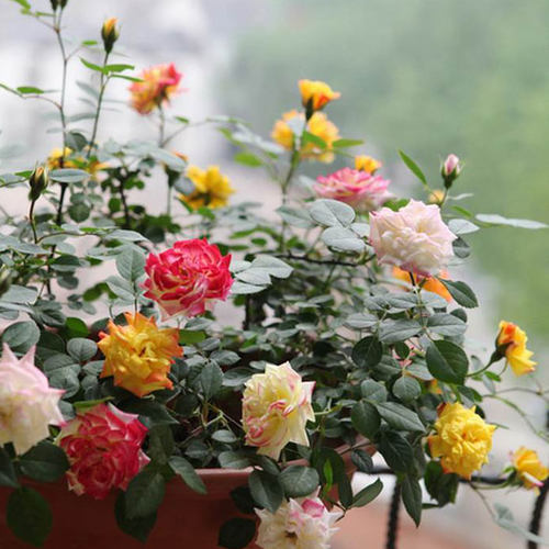 藤本月季彩虹月季花量大红色垂吊庭院多季开花爬墙蔷薇玫瑰小苗