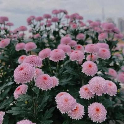 珠玉之卵盆栽花卉耐寒耐旱新品种带花苞长花期大苗阳台多年生植物