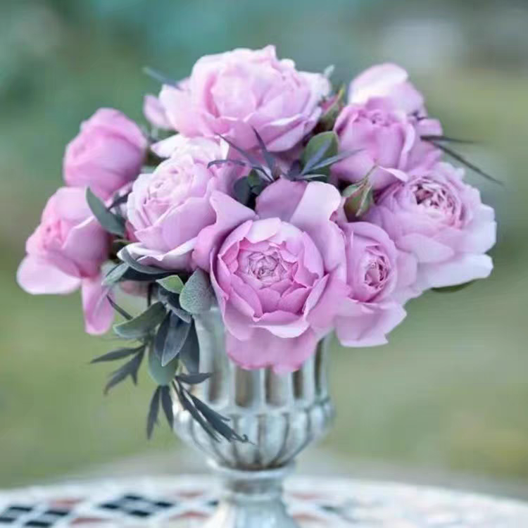 S18古董怀表中大苗带盆带土月季灌木大花浓香直立地栽盆栽阳台