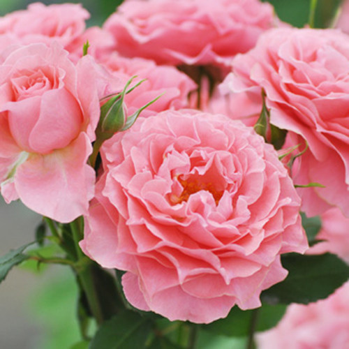 S18中大苗珊瑚果冻欧洲月季月季苗灌木丰花大花中香珊瑚粉盆栽苗