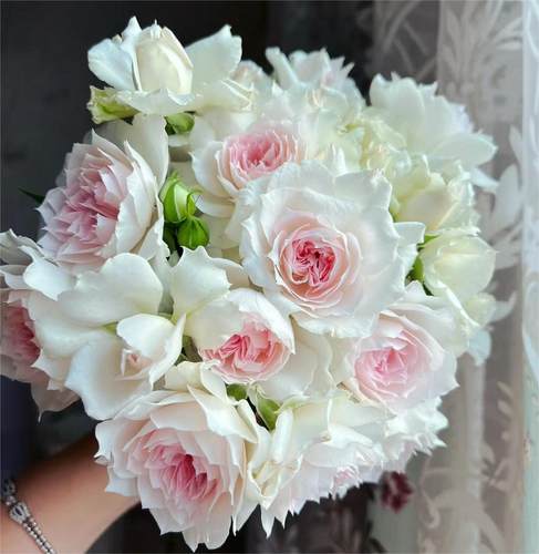 新品月季夏莉玛月季多季勤花别墅花园包子多变盆栽植物小苗