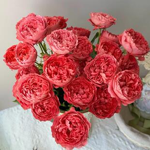 朱砂碗灌木浓香大花多季丰花勤花耐晒耐雨林新手阳台庭院绿植花卉