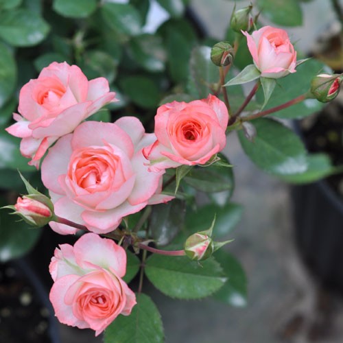 芳香宝石浩田花苑中大苗