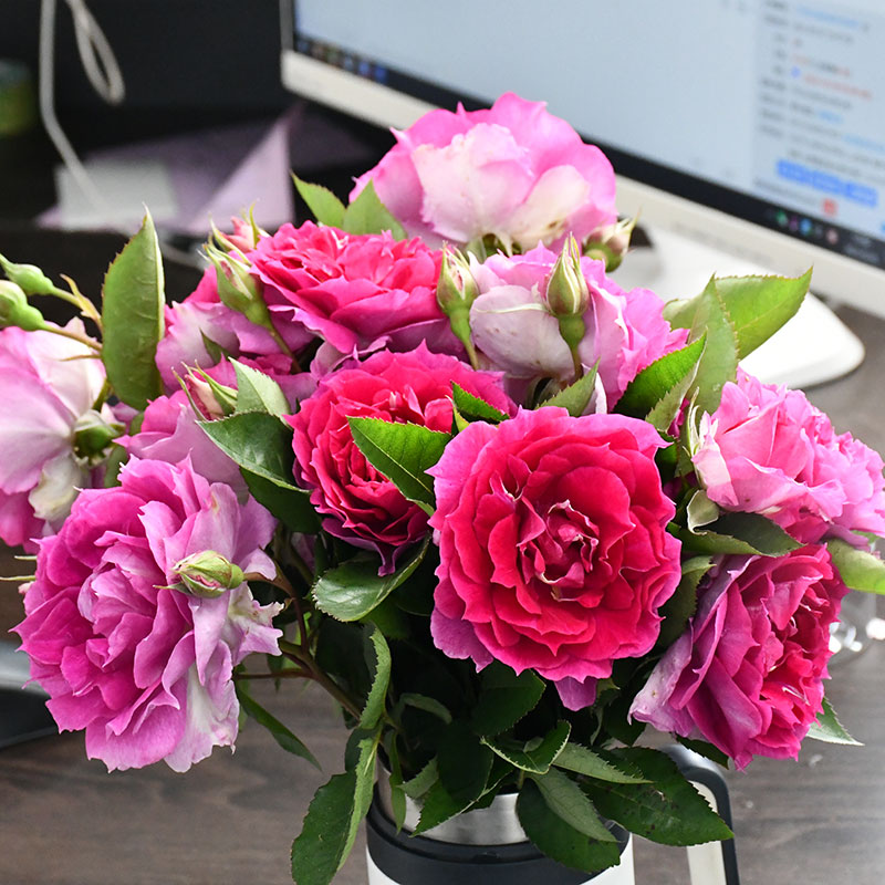 推荐日月浓香月季天方夜谭月季锯齿边勤花可盆栽花卉月季花小苗