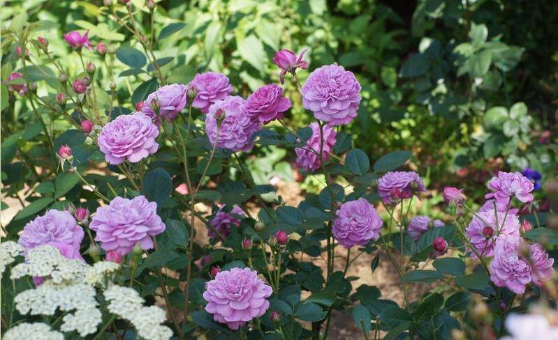 浩田花苑精品欧月 灌木 忧郁男孩/蓝色男孩 月季 勤花 浓香扦插