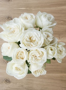 扦插苗浩田花苑珍妮莫罗月季Jeanne Morea庭院阳台多季切花带土苗