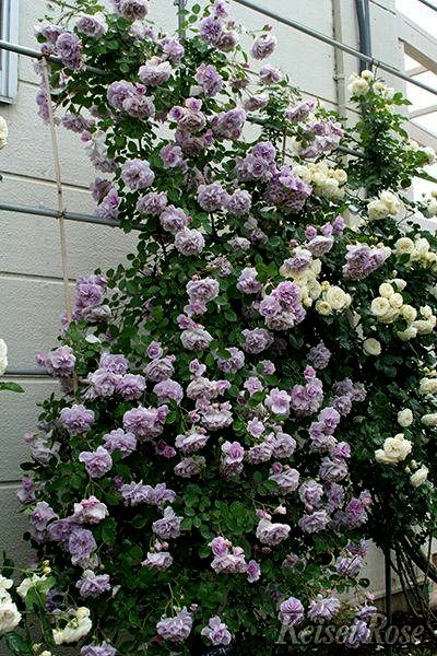 P18中大苗原盆原土蓝色阴雨月季花藤本盆栽优选可爬藤地栽花苗,鲜花速递/花卉仿真/绿植园艺,月季/蔷薇/玫瑰,淘宝优惠券,粉丝福利购,淘宝优惠卷