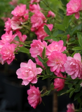 微型小月季 天荷/繁星 勤花多头微月多季开花阳台盆栽花小苗