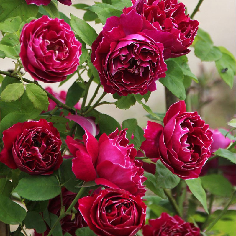 大花藤本月季紫袍玉带庭院花园爬藤攀援浓香月季玫瑰花小苗