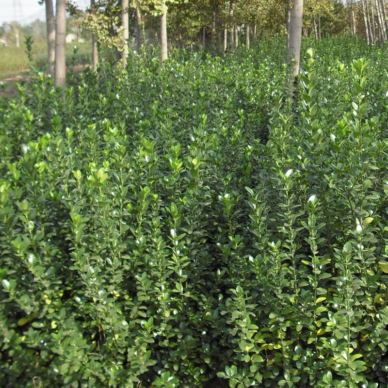 庭院篱笆植物素材模板 庭院篱笆植物图片下载 小麦优选