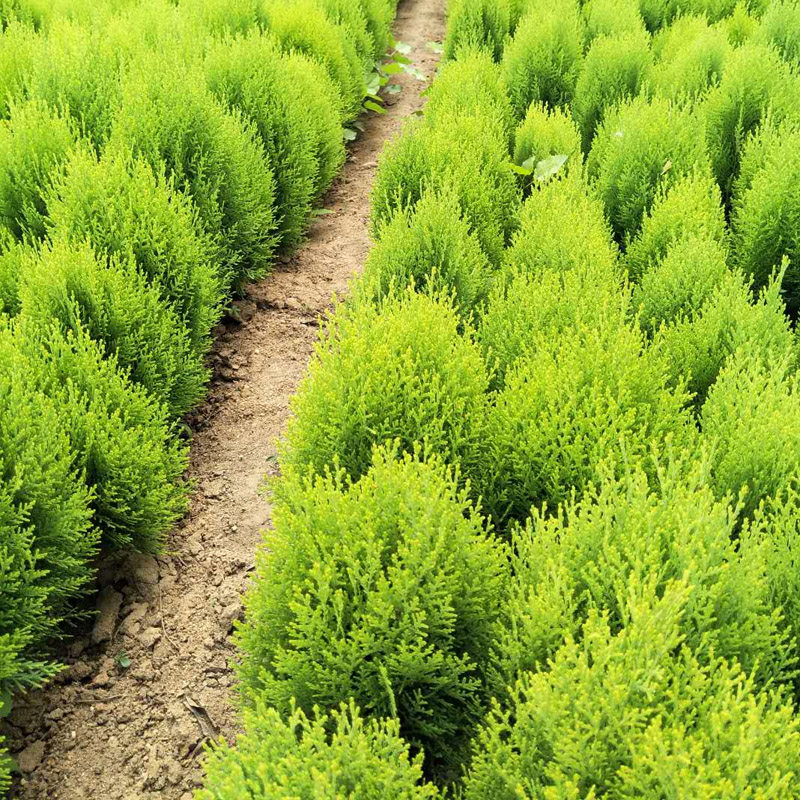 洒金柏树苗 盆景素材洒金柏苗 松柏苗木绿篱绿化苗