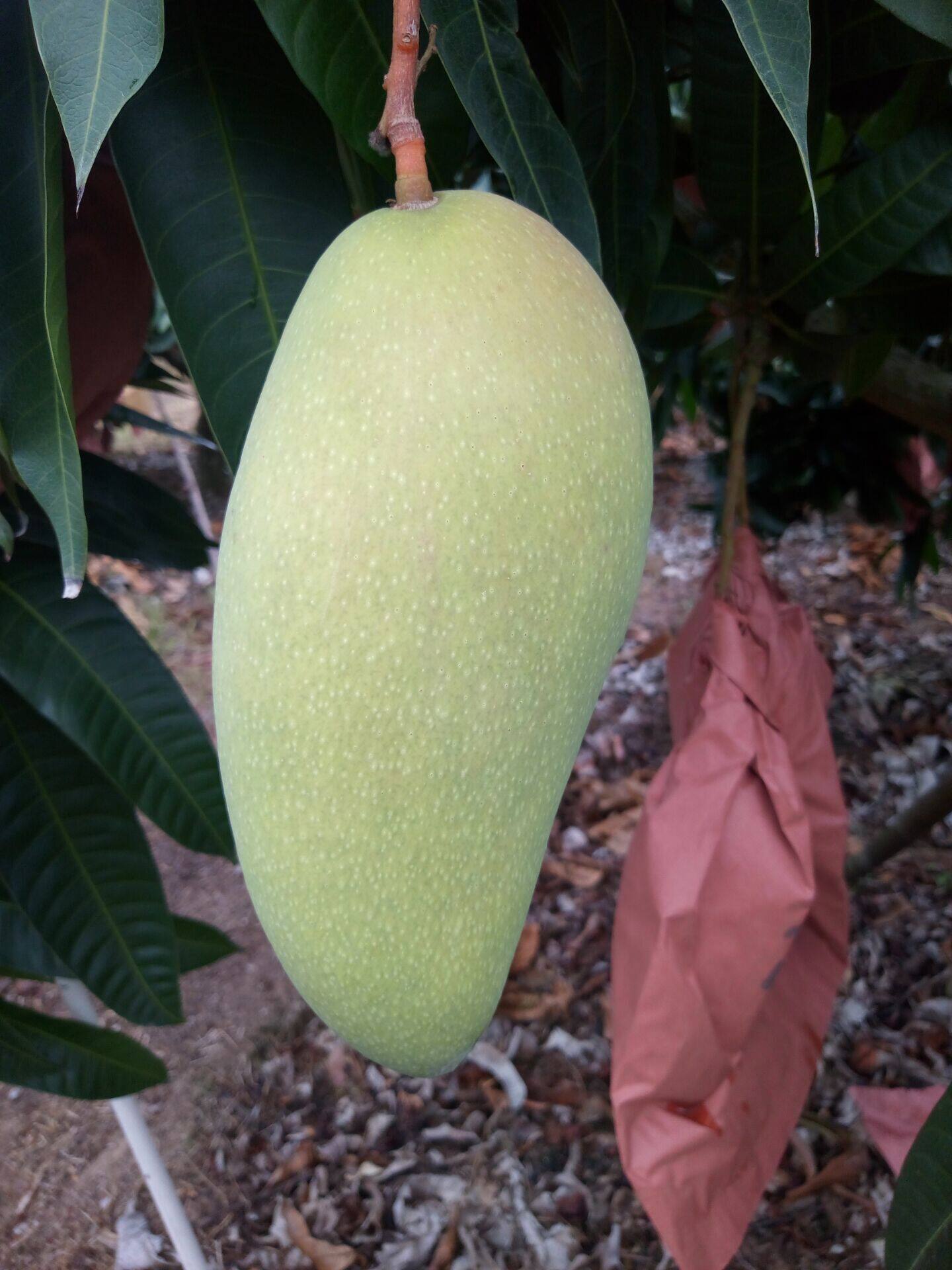 台湾水仙芒大芒果金煌芒水仙芒果新鲜水果皮薄核小大果5斤装包邮