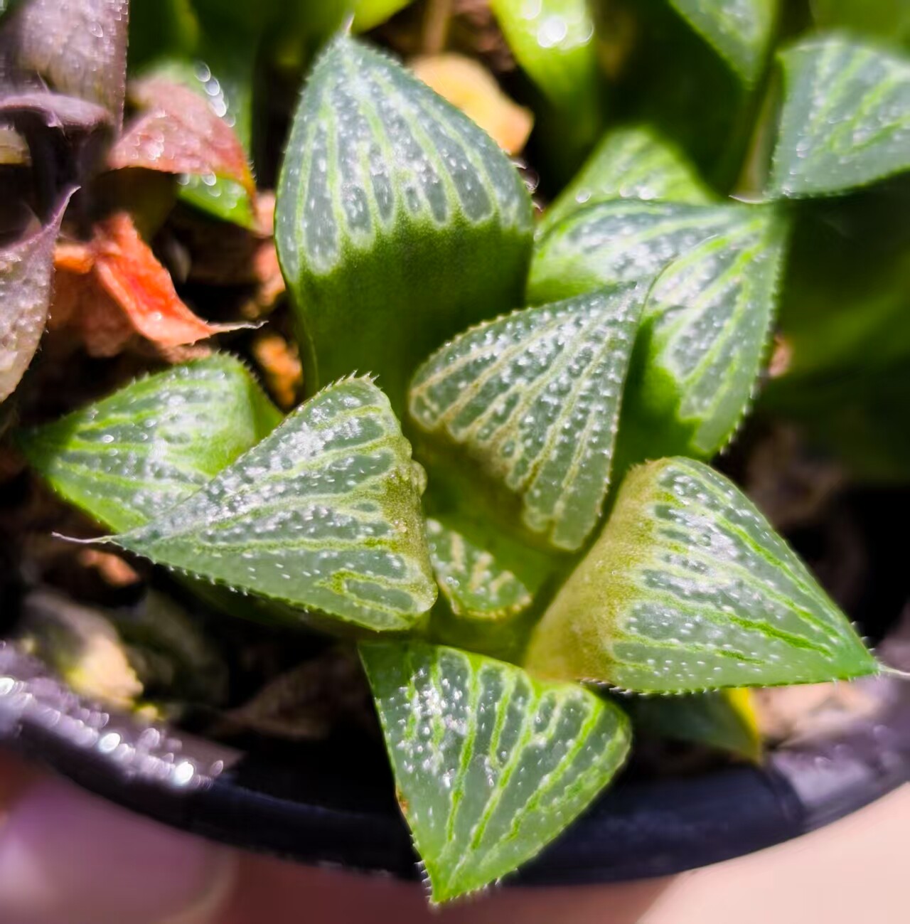 绿纹青蟹寿十二卷瓦苇多肉植物早期收集非组，漂亮的十二卷多肉