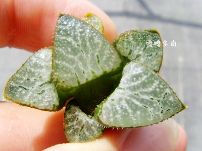 罕见原始种贝叶寿籽播Haworthia truteriorum GM 675 seedlings