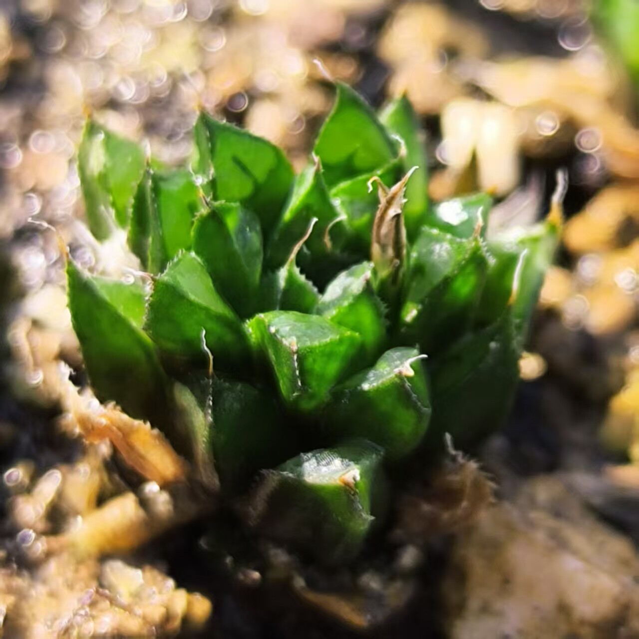 特选单纹编号种莫瑞莎IB24011微型种2cm开花株原始种十二卷