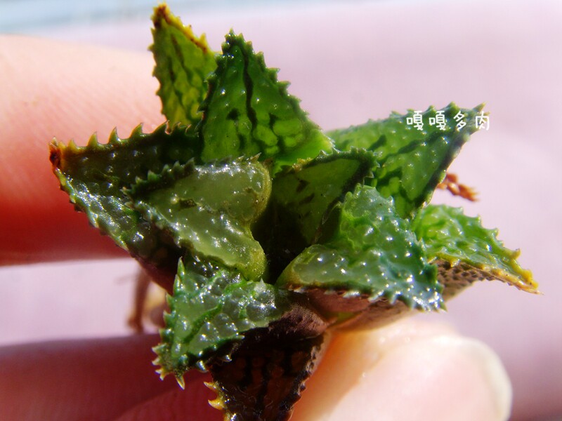 Haworthia maraisii Honey 甜心 莫瑞沙 寿 十二卷 多肉 稀少瓦苇