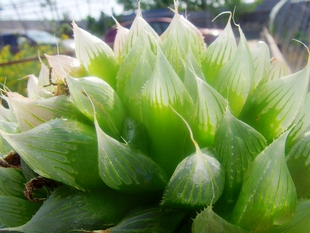 阿狄丽娜实生玉露十二卷原始种透窗玉露欧洲南非输入进口多肉植物