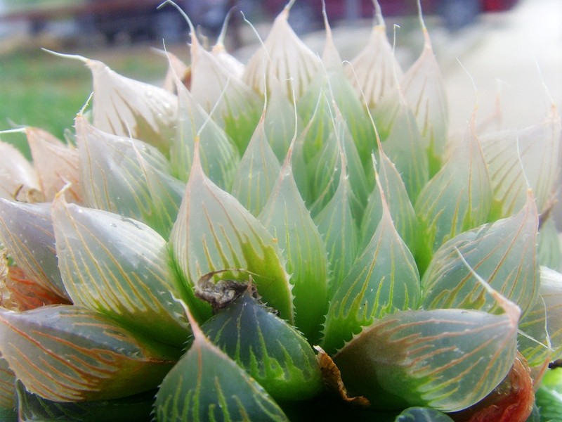 原始种玉露haworthia cooperi sabita南非进口软叶十二卷多肉植物
