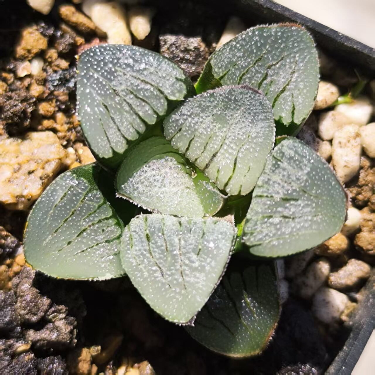 实生短叶丸叶磨面史扑寿欧洲进口十二卷瓦苇多肉植物