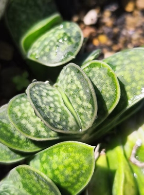 微型扇形密白点原始种鲨鱼掌多肉植物Gasteria minima十二卷多肉