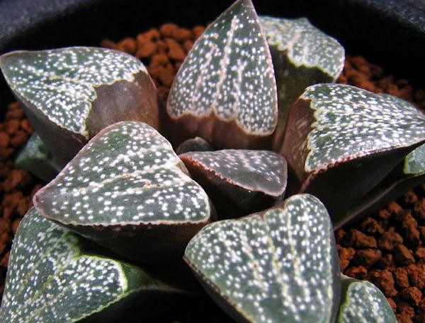 Silver Star 12 volume H.white cloud GM326 Twelve Succulent Life Original W Reed Importedin the Flower delivery/Flowers simulation/Plants gardening , Flowers/Potted plants (New) , Succulents  category - from Buy2taobao.com to provide professional Taobao agent buy service