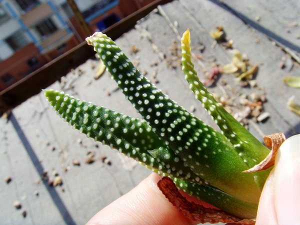 原始种十二卷多肉