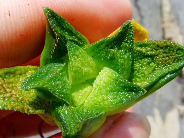 12 volume Haworthia parksiana GreenStar Primitive building Twelve Life Succulentin the Flower delivery/Flowers simulation/Plants gardening , Flowers/Potted plants (New) , Succulents  category - from Buy2taobao.com to provide professional Taobao agent buy service