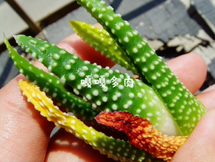 pumila 原始种硬叶十二卷Haworthia WMS127瓦苇多肉南非WMS编号