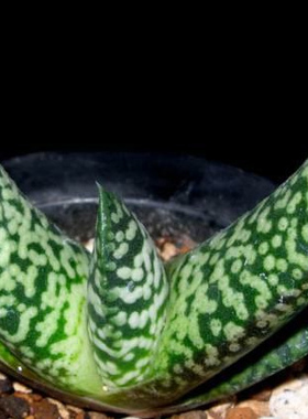 卧牛 多肉 Gasteria carinata Snowstorm 鲨鱼掌 十二卷 进口